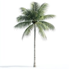 Obraz premium Lush Palm Tree Leaves Against a Bright Background, Symbolizing Tropical Paradise and Natural Beauty, Ideal for Nature-Themed Projects and Designs