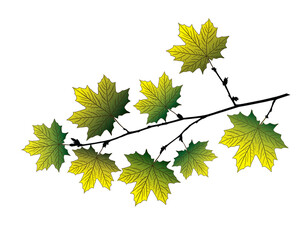 Maple branch .Maple branch isolated on white background.