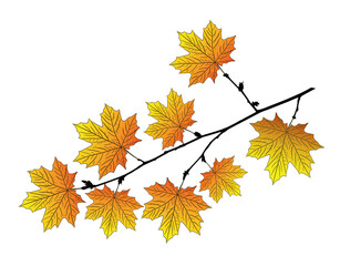 Maple branch .Maple branch isolated on white background.