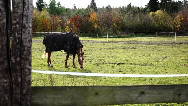 A charming horse grazes peacefully in a field, wearing a cozy coat that blends practicality with a touch of rustic style.

