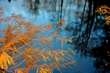 Maple branch against the background of water. Creative photo.