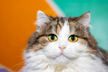 A closeup photo of a cats face showcasing its bright yellow eyes