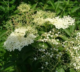 Close-up of white elder flowers in bloom against green leaves background on a sunny day