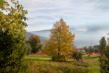 landscape with trees