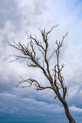 dried-up dead tree against cloudy sky