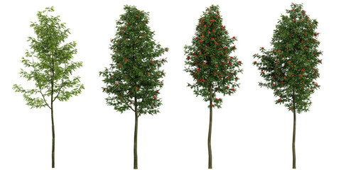 3d rendering of Sorbus plants on transparent background