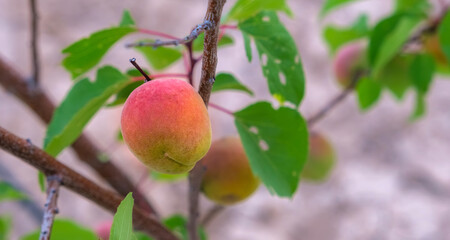 Close-up of an apricot tree in summer. The fruit ripening in the sunlight, standing out among the green leaves. Selective focus.