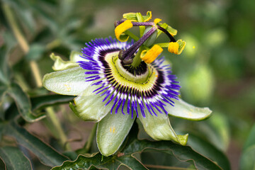 beautiful violet passion flower