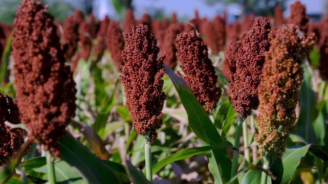 Ripe sorghum: ears with red-brown grains on a green field. Texture of sorghum grains. Agriculture