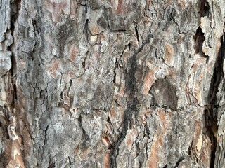 Close-up of textured tree bark in natural tones