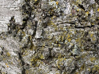 Close-up of textured tree bark in natural tones
