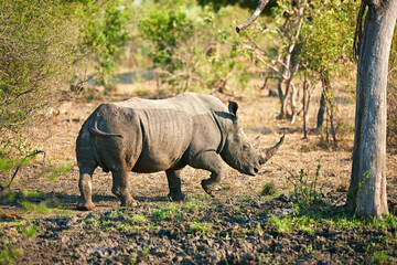 Africa, nature and rhino with environment, ecology and grazing with wildlife. Outdoor, animal and...