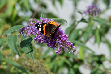 Red admiral butterfly (Vanessa Atalanta) perched on summer lilac in Zurich, Switzerland