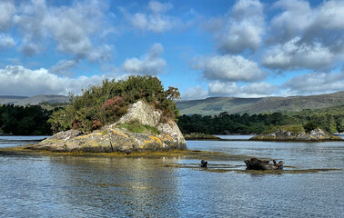 Seehunde auf den Klippen vor Garnish Island in der Bantry Bay bei Glengarriff, Irland