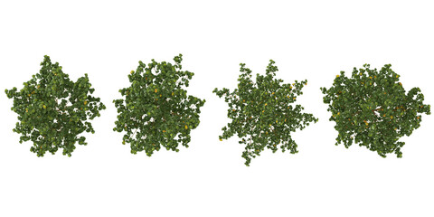 Obraz premium collection of Platanus plants isolated on white background from top view