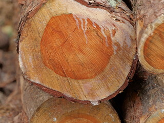 Close-up of the cut surface. After felling, the logs are stored on the edges of the forest paths for transport.
