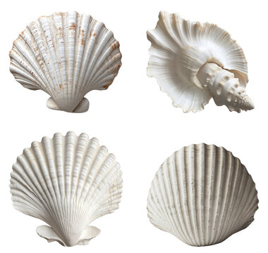 Intricate seashell with natural ridges on white background