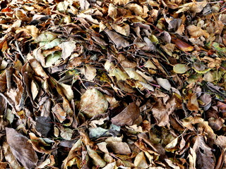 Autumn leaves, gold, brown and yellow form a colorful carpet on the forest floor. Nature photography is perfect for autumn decorations.