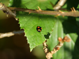 The Asian lady beetle, an example of species globalization, has had a significant impact on native ecosystems.
