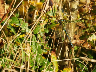 Southern Hawker dragonfly on a warm November day. The macro shot reveals the fascinating colors and patterns of this impressive insect.