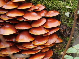 Stick sponge on the tree stump - Honey fungus decomposes dead wood and enriches the soil. A fascinating example of the cycles of nature.