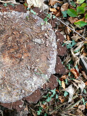 Tree stump rots in the forest. Microorganisms, insects and fungi are the basis of life.