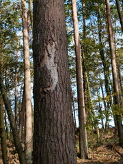bark beetle - evidence of wood eating - Crumbled pine wood as frightening evidence of bark beetle infestation. The close-up shows the devastating consequences of the pest infestation