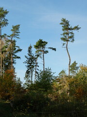 Pine tree bark -In Ruegen, especially the Scots Pine (Pinus sylvestris) and the Austrian Pine (Pinus nigra) are commonly found. Pine forests on Rügen are a destination for nature tourism and visitors.