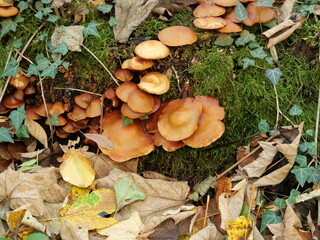 Stick sponge on the tree stump - Honey fungus decomposes dead wood and enriches the soil. A...