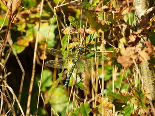 Southern Hawker dragonfly on a warm November day. The macro shot reveals the fascinating colors and...