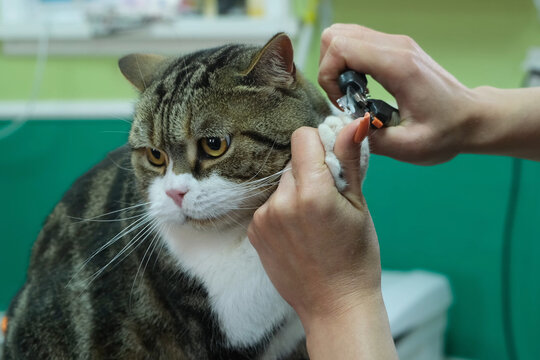 Trimming a cat's claws during a grooming session at a cozy pet salon