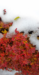 A vertical composition where the white background at the top turns into snow that fell in late autumn on the leaves of a plant that had not yet fallen.