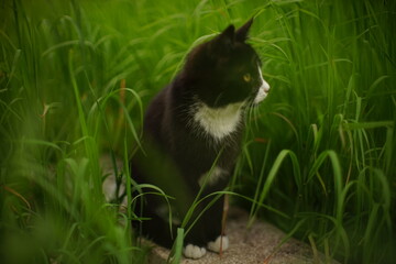 Lovely black white cat portrait in the spring green grass.