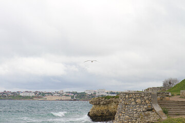 Seascape with a seagull, Sevastopol, Crimea