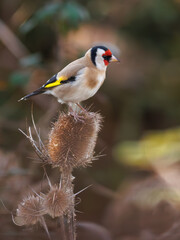 JILGUERO CARDUELIS SOBRE CARDO