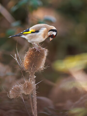 JILGUERO CARDUELIS SOBRE CARDO