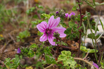 pink flower