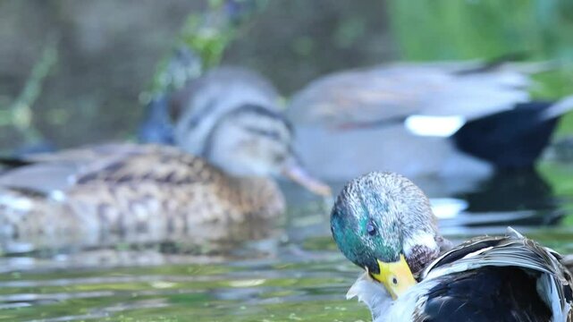 Gadwall and mallard ducks in the pond, gadwall looking for food, gadwall looking sweetly at the sky, ducks swimming in the stream, duck preening itself