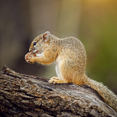 Squirrel, eating and nut in bush, tree and outdoor in nature, woods and environment at wildlife reservation. Rodent, animal and food on safari trail, profile and eco friendly park in South Africa