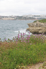 Crimea, the coast of Sevastopol with flowers and rocks
