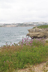 Crimea, the coast of Sevastopol with flowers and rocks