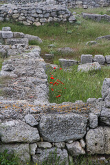 A red poppy next to the stones, the wall of an ancient temple