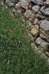 A red poppy next to the stones, the wall of an ancient temple