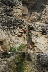 A red poppy next to the stones, the wall of an ancient temple
