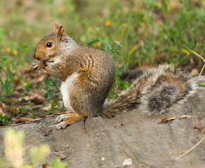 squirrel eating nut