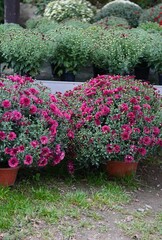 Pink chrysanthemum spherical in flower pots.