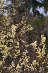 Flowering spring tree willow close up.