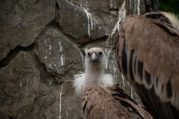 Close-up view portrait of Gyps fulvus (Eurasian griffon vulture) bird with white head and neck against rock wall in a cloudy summer day. Soft focus. Beauty in nature theme.