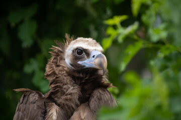 Close-up view portrait of Aegypius monachus (cinereous vulture or Eurasian black vulture) bird with brown plumage sitting on green tree bran in a cloudy summer day. Soft focus. Beauty in nature theme.