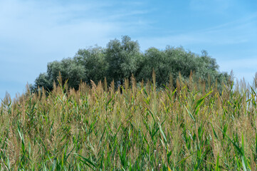 Green reeds sway on the river bank against the blue sky. Dry inflorescences and stalks cane blowing in the wind. View on brown bulrush in the swamp. Nature outdoors plants growing.